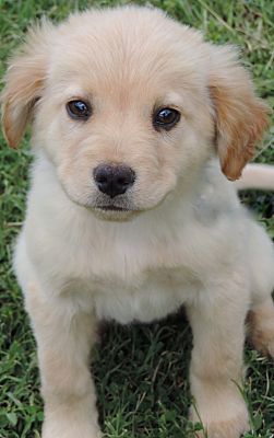 golden retriever puppy adoption near me