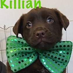 Thumbnail photo of Killian-Adopted! #1