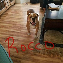 Thumbnail photo of Pearl & Rocco #3