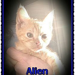 Thumbnail photo of Alien #1
