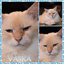 Thumbnail photo of Vaska #2