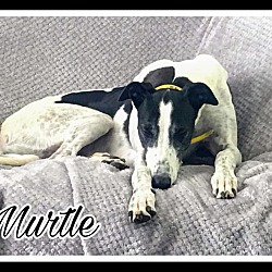 Thumbnail photo of Murtle #3