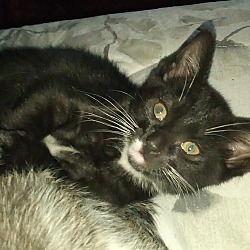 Thumbnail photo of Tuxy Kitten #2