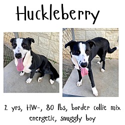 Thumbnail photo of Huckleberry #3