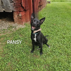 Photo of Pansy