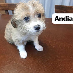 Thumbnail photo of TERRIER MIX PUPPIES (Mid-East) BN #4