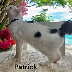 Thumbnail photo of Patrick #2