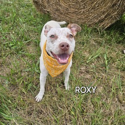 Thumbnail photo of Roxy #2