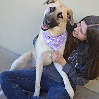 adopt a pet