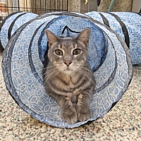 adopt a pet