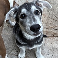 adopt a pet