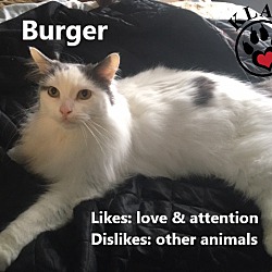 Thumbnail photo of Burger #3