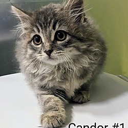 Thumbnail photo of Candor 1 #2