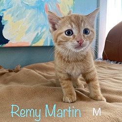 Photo of Remy Martin