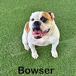 Photo of Bowser