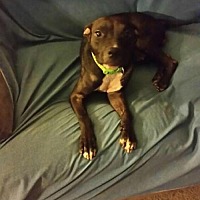 adopt a pet