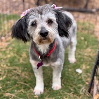 adopt-pet