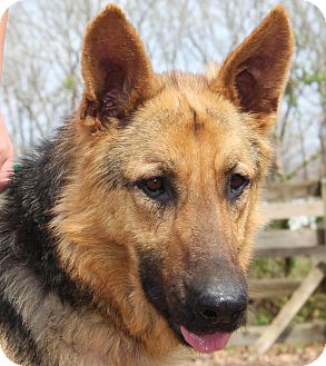 Pewaukee Wi German Shepherd Dog Meet Gemma A Pet For Adoption