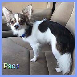 Thumbnail photo of Paco #2