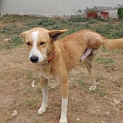 Thumbnail photo of Sheru-Three legged Indian Dog #4