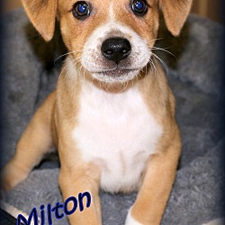 Thumbnail photo of Milton~adopted! #1