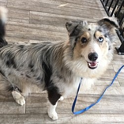 Santa Ana, CA - Australian Shepherd. Meet Kelsey a Pet for Adoption ...