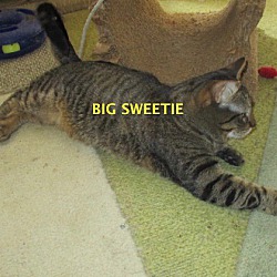 Thumbnail photo of Big Sweetie-adopted Th 5-23-19 #3