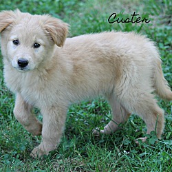 Thumbnail photo of Custer~adopted! #1