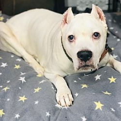 Photo of Ghost (Deaf)