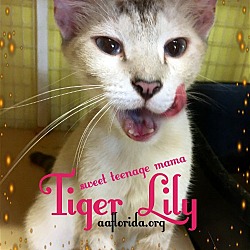 Photo of Tiger Lily