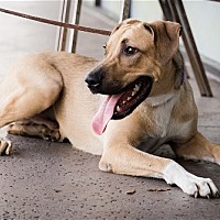 adopt a pet