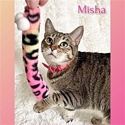 Thumbnail photo of Misha #1