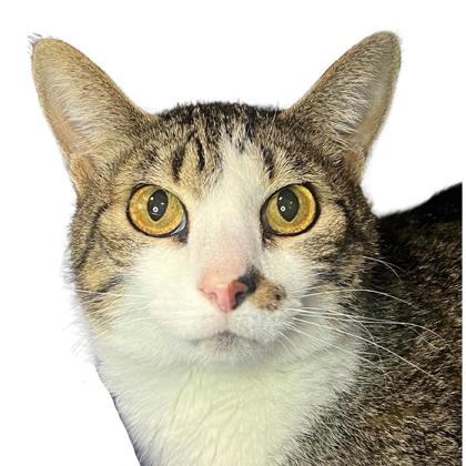 Photo of Jasper - RADICAL CAT LIBRARY