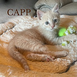 Photo of Capp