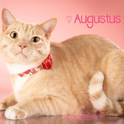 Thumbnail photo of Augustus #3