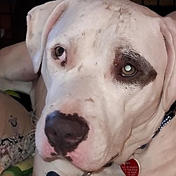 bonded pet photo