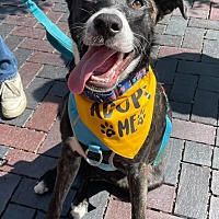 adopt a pet