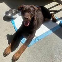 adopt a pet