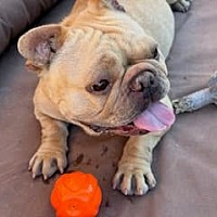adopt a pet