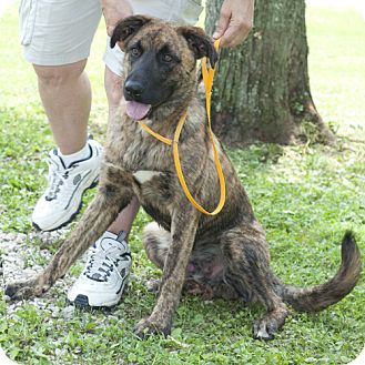 New Martinsville Wv Belgian Shepherd Meet Trey A Pet For Adoption