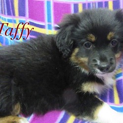 Thumbnail photo of Taffy #2
