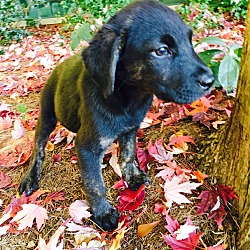 Thumbnail photo of Willow-Nature Pup #1