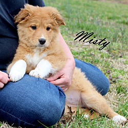 Thumbnail photo of Misty~adopted! #3