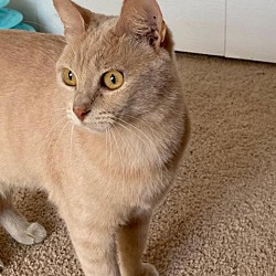 Kittens For Sale In Gainesville Florida Adoptapet Com