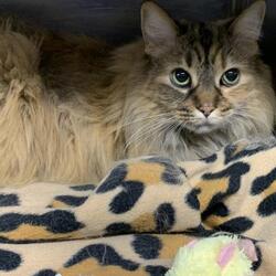 Bissell S Empty The Shelters Event Is Macomb County Animal Control Facebook