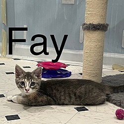 Photo of Fay