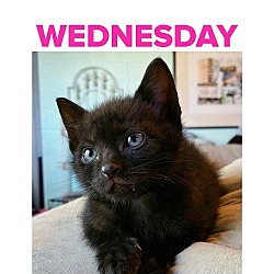 Thumbnail photo of Wednesday #1