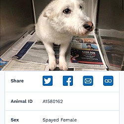 Photo of Luna