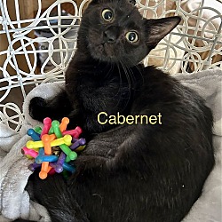 Thumbnail photo of Cabernet #1