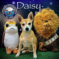 Thumbnail photo of Daisy (2) #1